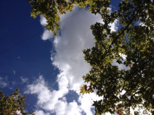 Ciel, nuages et platanes un jour de septembre